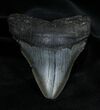 Inch Georgia Megalodon Tooth #1382-1